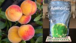 &Alpha;&mu;&iota;&nu;&omicron;&xi;έ&alpha; &gamma;&iota;&alpha; &beta;&epsilon;&lambda;&tau;ί&omega;&sigma;&eta; &pi;&omicron;&iota;ό&tau;&eta;&tau;&alpha;&sigmaf; &kappa;&alpha;&rho;&pi;ώ&nu; &kappa;&alpha;&iota; &alpha;&nu;&tau;&omicron;&chi;ή &sigma;&epsilon; &sigma;&upsilon;&nu;&theta;ή&kappa;&epsilon;&sigmaf; &sigma;&tau;&rho;&epsilon;&sigmaf;