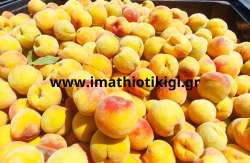 &Omicron;&iota; &pi;&alpha;&rho;&alpha;&gamma;&omega;&gamma;&omicron;ί &sigma;&upsilon;&mu;&pi;ύ&rho;&eta;&nu;&omicron;&upsilon; &rho;&omicron;&delta;ά&kappa;&iota;&nu;&omicron;&upsilon; &beta;&rho;ί&sigma;&kappa;&omicron;&nu;&tau;&alpha;&iota; &sigma;&epsilon; &alpha;&pi;ό&gamma;&nu;&omega;&sigma;&eta; - Έ&chi;&epsilon;&iota; &alpha;&nu;&alpha;&gamma;&nu;&omega;&rho;&iota;&sigma;&theta;&epsilon;ί &eta; &Delta;&iota;&epsilon;&pi;&alpha;&gamma;&gamma;&epsilon;&lambda;&mu;&alpha;&tau;&iota;&kappa;ή &Pi;&upsilon;&rho;&eta;&nu;ό&kappa;&alpha;&rho;&pi;&omega;&nu;; &Epsilon;&rho;ώ&tau;&eta;&sigma;&eta; &Pi;&omicron;&upsilon;&lambda;ά &pi;&rho;&omicron;&sigmaf; &Upsilon;&pi;&Alpha;&Alpha;&Tau;