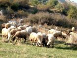 &Delta;&rho;ά&sigma;&eta; 10.1.09 &ldquo;&Delta;&iota;&alpha;&tau;ή&rho;&eta;&sigma;&eta; &alpha;&pi;&epsilon;&iota;&lambda;&omicron;ύ&mu;&epsilon;&nu;&omega;&nu; &alpha;&upsilon;&tau;ό&chi;&theta;&omicron;&nu;&omega;&nu; &phi;&upsilon;&lambda;ώ&nu; &alpha;&gamma;&rho;&omicron;&tau;&iota;&kappa;ώ&nu; &zeta;ώ&omega;&nu;&rdquo; ύ&psi;&omicron;&upsilon;&sigmaf; 38 &epsilon;&kappa;&alpha;&tau;. &Epsilon;&upsilon;&rho;ώ