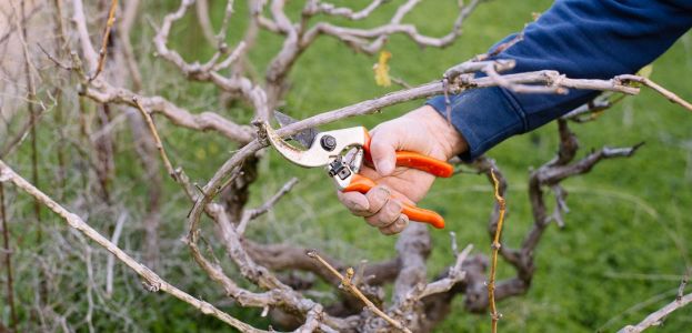 &Alpha;&mu;&pi;έ&lambda;&iota;: &Omicron;&iota; &Alpha;&sigma;&theta;έ&nu;&epsilon;&iota;&epsilon;&sigmaf; &tau;&omicron;&upsilon; &xi;ύ&lambda;&omicron;&upsilon; &amp; &tau;&alpha; &Sigma;&upsilon;&mu;&pi;&tau;ώ&mu;&alpha;&tau;&alpha; &kappa;&alpha;&tau;ά &tau;&omicron; &kappa;&lambda;ά&delta;&epsilon;&mu;&alpha;