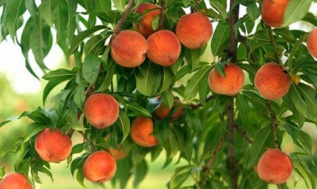 &Omicron;&pi;&omega;&rho;&omicron;&phi;ό&rho;&alpha; &Delta;έ&nu;&tau;&rho;&alpha;: &Pi;&alpha;&rho;ά&gamma;&omicron;&nu;&tau;&epsilon;&sigmaf; &pi;&omicron;&upsilon; &epsilon;&pi;&eta;&rho;&epsilon;ά&zeta;&omicron;&upsilon;&nu; &sigma;&eta;&mu;&alpha;&nu;&tau;&iota;&kappa;ά &tau;&eta;&nu; &kappa;&alpha;&rho;&pi;ό&delta;&epsilon;&sigma;&eta;