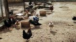 &Alpha;ύ&xi;&eta;&sigma;&eta; 35% &sigma;&eta;&mu;&epsilon;&iota;ώ&theta;&eta;&kappa;&epsilon; &sigma;&tau;&eta; &zeta;ή&tau;&eta;&sigma;&eta; &pi;&tau;&eta;&nu;&omicron;&tau;&rho;&omicron;&phi;&iota;&kappa;ώ&nu; &pi;&rho;&omicron;ϊό&nu;&tau;&omega;&nu;