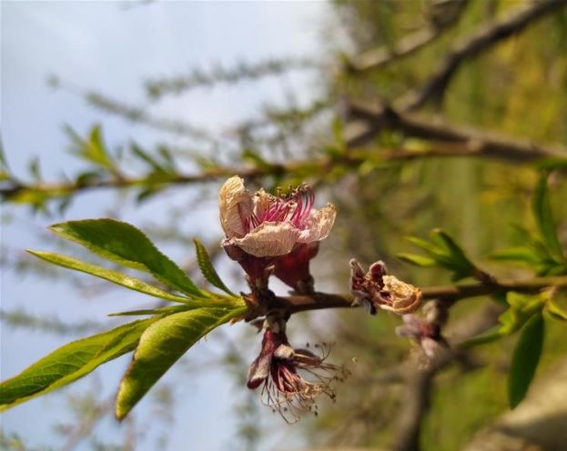 &Alpha;&nu;&omicron;&iota;&xi;&iota;ά&tau;&iota;&kappa;&omicron;&iota; &pi;&alpha;&gamma;&epsilon;&tau;&omicron;ί : &Alpha;&pi;ά&nu;&tau;&eta;&sigma;&eta; &Lambda;&iota;&beta;&alpha;&nu;&omicron;ύ &sigma;&epsilon; &alpha;&nu;&alpha;&phi;&omicron;&rho;ά &Kappa;&alpha;&rho;&alpha;&sigma;&mu;ά&nu;&eta;