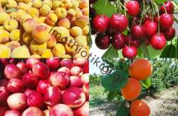 &Alpha;&sigma;&theta;έ&nu;&epsilon;&iota;&epsilon;&sigmaf; &kappa;&alpha;&iota; &epsilon;&chi;&theta;&rho;&omicron;ί &pi;&upsilon;&rho;&eta;&nu;ό&kappa;&alpha;&rho;&pi;&omega;&nu;