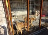 593.333,00&euro; &gamma;&iota;&alpha; &laquo;&Epsilon;&pi;&iota;&sigma;&kappa;&epsilon;&upsilon;ή, &sigma;&upsilon;&nu;&tau;ή&rho;&eta;&sigma;&eta; &pi;&alpha;&lambda;&iota;ώ&nu; &kappa;&alpha;&iota; &alpha;&nu;έ&gamma;&epsilon;&rho;&sigma;&eta; &nu;έ&omega;&nu; &kappa;&lambda;ώ&beta;&omega;&nu; &phi;&iota;&lambda;&omicron;&xi;&epsilon;&nu;ί&alpha;&sigmaf; &sigma;&tau;&omicron; &kappa;&alpha;&tau;&alpha;&phi;ύ&gamma;&iota;&omicron; &zeta;ώ&omega;&nu; &sigma;&upsilon;&nu;&tau;&rho;&omicron;&phi;&iota;ά&sigmaf; &Delta;ή&mu;&omicron;&upsilon; &Beta;έ&rho;&omicron;&iota;&alpha;&sigmaf;