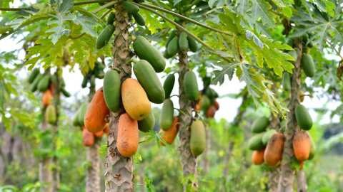 &Gamma;&iota;&alpha;&tau;ί &nu;&alpha; &kappa;&alpha;&lambda;&lambda;&iota;&epsilon;&rho;&gamma;ή&sigma;&omicron;&upsilon;&mu;&epsilon; &Pi;&alpha;&pi;ά&gamma;&iota;&alpha;;