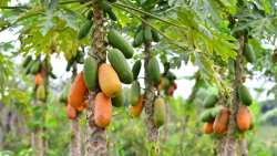 &Gamma;&iota;&alpha;&tau;ί &nu;&alpha; &kappa;&alpha;&lambda;&lambda;&iota;&epsilon;&rho;&gamma;ή&sigma;&omicron;&upsilon;&mu;&epsilon; &Pi;&alpha;&pi;ά&gamma;&iota;&alpha;;