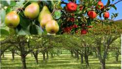 &Gamma;&epsilon;&omega;&rho;&gamma;&iota;&kappa;έ&sigmaf; &Pi;&rho;&omicron;&epsilon;&iota;&delta;&omicron;&pi;&omicron;&iota;ή&sigma;&epsilon;&iota;&sigmaf; &gamma;&iota;&alpha; &tau;&eta; &Mu;&eta;&lambda;&iota;ά, &Alpha;&chi;&lambda;&alpha;&delta;&iota;ά &kappa;&alpha;&iota; &Kappa;&alpha;&rho;&upsilon;&delta;&iota;ά