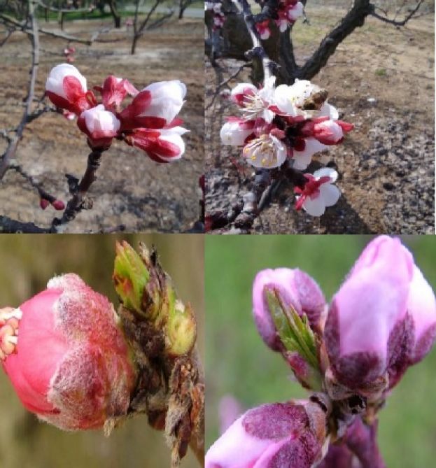 &Omicron;&delta;&eta;&gamma;ί&epsilon;&sigmaf; &psi;&epsilon;&kappa;&alpha;&sigma;&mu;&omicron;ύ &gamma;&iota;&alpha; &Rho;&omicron;&delta;&alpha;&kappa;&iota;&nu;&iota;ά &kappa;&alpha;&iota; &Beta;&epsilon;&rho;&iota;&kappa;&omicron;&kappa;&iota;ά
