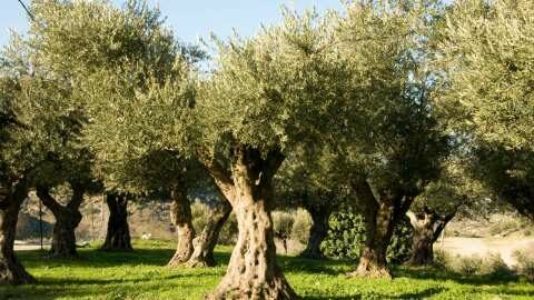 &Alpha;&nu;&alpha;&kappa;&omicron;ί&nu;&omega;&sigma;&eta; &Epsilon;&pi;&iota;&sigma;&tau;&eta;&mu;&omicron;&nu;&iota;&kappa;ή&sigmaf; &Epsilon;&tau;&alpha;&iota;&rho;&epsilon;ί&alpha;&sigmaf; &Epsilon;&gamma;&kappa;&upsilon;&kappa;&lambda;&omicron;&pi;&alpha;&iota;&delta;&iota;&sigma;&tau;ώ&nu; &Epsilon;&lambda;&alpha;&iota;&omicron;&kappa;&omicron;&mu;ί&alpha;&sigmaf;