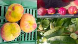 &Pi;&alpha;&rho;&alpha;&mu;&omicron;&rho;&phi;&omega;&tau;&iota;&kappa;ή &alpha;&sigma;&theta;έ&nu;&epsilon;&iota;&alpha; &rho;&omicron;&delta;ά&kappa;&iota;&nu;&omega;&nu; &kappa;&alpha;&iota; &nu;&epsilon;&kappa;&tau;&alpha;&rho;&iota;&nu;&iota;ώ&nu;: &Pi;ό&sigma;&alpha; &sigma;&tau;&rho;έ&mu;&mu;&alpha;&tau;&alpha; &epsilon;&kappa;&tau;&iota;&mu;ά&tau;&alpha;&iota; ό&tau;&iota; έ&chi;&omicron;&upsilon;&nu; &pi;&rho;&omicron;&sigma;&beta;&lambda;&eta;&theta;&epsilon;ί