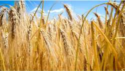 &Sigma;&kappa;&omicron;ύ&rho;&alpha;&raquo; &tau;&alpha; &pi;&rho;ά&gamma;&mu;&alpha;&tau;&alpha; &mu;&epsilon; &tau;&eta;&nu; &tau;&iota;&mu;ή &sigma;&tau;&alpha; &sigma;&iota;&tau;&eta;&rho;ά &ndash; &Pi;&iota;έ&zeta;&epsilon;&iota; &tau;&omicron; &epsilon;&mu;&pi;ό&rho;&iota;&omicron; &tau;&omicron;&upsilon;&sigmaf; &alpha;&gamma;&rho;ό&tau;&epsilon;&sigmaf; &sigma;&tau;&alpha; &alpha;&lambda;ώ&nu;&iota;&alpha;