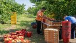 &laquo;&Pi;&rho;ά&sigma;&iota;&nu;&omicron; &phi;&omega;&sigmaf;&raquo; &gamma;&iota;&alpha; &tau;&eta;&nu; έ&lambda;&epsilon;&upsilon;&sigma;&eta; 7.000 &Alpha;&lambda;&beta;&alpha;&nu;ώ&nu; &epsilon;&rho;&gamma;&alpha;&tau;ώ&nu; &gamma;&eta;&sigmaf; &alpha;&nu;&alpha;&mu;έ&nu;&omicron;&upsilon;&nu; Έ&lambda;&lambda;&eta;&nu;&epsilon;&sigmaf; &alpha;&gamma;&rho;ό&tau;&epsilon;&sigmaf;