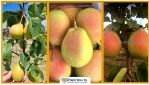 &Sigma;&upsilon;&mu;&beta;&omicron;&lambda;&alpha;&iota;&alpha;&kappa;ή &gamma;&epsilon;&omega;&rho;&gamma;ί&alpha;: &Tau;&epsilon;&rho;ά&sigma;&tau;&iota;&omicron; &epsilon;&nu;&delta;&iota;&alpha;&phi;έ&rho;&omicron;&nu; &gamma;&iota;&alpha; &tau;&omicron; &Phi;&rho;&omicron;ύ&tau;&omicron; &alpha;&upsilon;&tau;ό!