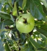 &Gamma;&epsilon;&omega;&rho;&gamma;&iota;&kappa;έ&sigmaf; &Pi;&rho;&omicron;&epsilon;&iota;&delta;&omicron;&pi;&omicron;&iota;ή&sigma;&epsilon;&iota;&sigmaf; &gamma;&iota;&alpha; &tau;&alpha; &Mu;&eta;&lambda;&omicron;&epsilon;&iota;&delta;ή