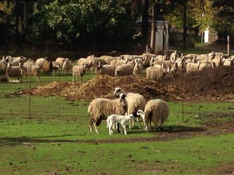 &Delta;&eta;&mu;&iota;&omicron;&upsilon;&rho;&gamma;ί&alpha; &Epsilon;&rho;&epsilon;&upsilon;&nu;&eta;&tau;&iota;&kappa;&omicron;ύ &Kappa;έ&nu;&tau;&rho;&omicron;&upsilon; &Alpha;&iota;&gamma;&omicron;&pi;&rho;&omicron;&beta;&alpha;&tau;&omicron;&tau;&rho;&omicron;&phi;ί&alpha;&sigmaf; &sigma;&tau;&eta;&nu; &Kappa;&rho;ή&tau;&eta; &mu;&epsilon; &tau;&eta; &sigma;&upsilon;&mu;&mu;&epsilon;&tau;&omicron;&chi;ή &tau;&omicron;&upsilon; &Epsilon;&Lambda;&Gamma;&Omicron; &ndash; &Delta;&Eta;&Mu;&Eta;&Tau;&Rho;&Alpha;