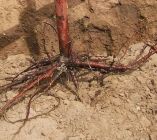 &Delta;&upsilon;&nu;&alpha;&tau;ό &rho;&iota;&zeta;&iota;&kappa;ό &sigma;ύ&sigma;&tau;&eta;&mu;&alpha; &tau;&omega;&nu; &phi;&upsilon;&tau;ώ&nu;