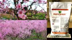 &Pi;&rho;&omicron;&sigma;&tau;&alpha;&sigma;ί&alpha; &tau;&eta;&sigmaf; &alpha;&nu;&theta;&omicron;&phi;&omicron;&rho;ί&alpha;&sigmaf; &alpha;&pi;ό &tau;&iota;&sigmaf; &chi;&alpha;&mu;&eta;&lambda;έ&sigmaf; &theta;&epsilon;&rho;&mu;&omicron;&kappa;&rho;&alpha;&sigma;ί&epsilon;&sigmaf; &kappa;&alpha;&iota; ά&rho;&iota;&sigma;&tau;&eta; &kappa;&alpha;&rho;&pi;ό&delta;&epsilon;&sigma;&eta;