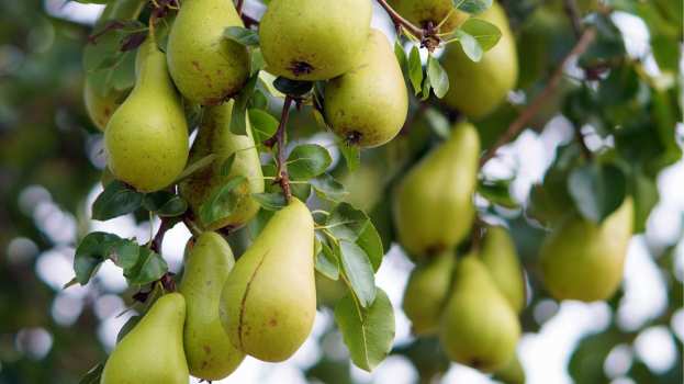 &Gamma;&epsilon;&omega;&rho;&gamma;&iota;&kappa;έ&sigmaf; &pi;&rho;&omicron;&epsilon;&iota;&delta;&omicron;&pi;&omicron;&iota;ή&sigma;&epsilon;&iota;&sigmaf; &gamma;&iota;&alpha; &tau;&eta;&nu; &Alpha;&chi;&lambda;&alpha;&delta;&iota;ά