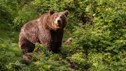 &Kappa;&upsilon;&nu;&eta;&gamma;ό&sigmaf; &beta;&rho;έ&theta;&eta;&kappa;&epsilon; &tau;&epsilon;&tau; &alpha; &tau;&epsilon;&tau; &mu;&epsilon; &alpha;&rho;&kappa;&omicron;ύ&delta;&alpha; &sigma;&tau;&omicron;&nu; &kappa;ά&mu;&pi;&omicron; &tau;&eta;&sigmaf; &Eta;&mu;&alpha;&theta;ί&alpha;&sigmaf; | &Alpha;&gamma;&rho;&omicron;&tau;&iota;&kappa;ά &nu;έ&alpha; IMATHIOTIKIGI.GR