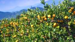 &Epsilon;&sigma;&pi;&epsilon;&rho;&iota;&delta;&omicron;&epsilon;&iota;&delta;ή: &Mu;έ&tau;&rho;&alpha; &alpha;&nu;&tau;&iota;&mu;&epsilon;&tau;ώ&pi;&iota;&sigma;&eta;&sigmaf; &epsilon;&chi;&theta;&rho;ώ&nu; &kappa;&alpha;&iota; &alpha;&sigma;&theta;&epsilon;&nu;&epsilon;&iota;ώ&nu;