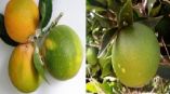 &Gamma;&epsilon;&omega;&rho;&gamma;&iota;&kappa;έ&sigmaf; &pi;&rho;&omicron;&epsilon;&iota;&delta;&omicron;&pi;&omicron;&iota;ή&sigma;&epsilon;&iota;&sigmaf; &gamma;&iota;&alpha; &tau;&alpha; &Epsilon;&sigma;&pi;&epsilon;&rho;&iota;&delta;&omicron;&epsilon;&iota;&delta;ή