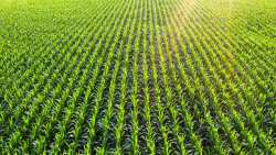 &Omicron; &Gamma;&iota;ά&nu;&nu;&eta;&sigmaf; &Alpha;&nu;&delta;&rho;&iota;&alpha;&nu;ό&sigmaf; &sigma;&tau;&omicron; 3&omicron; &Alpha;&gamma;&rho;&omicron;&delta;&iota;&alpha;&tau;&rho;&omicron;&phi;&iota;&kappa;ό &Sigma;&upsilon;&nu;έ&delta;&rho;&iota;&omicron; AGROWN 2025: &laquo;&Omicron; &alpha;&gamma;&rho;&omicron;&delta;&iota;&alpha;&tau;&rho;&omicron;&phi;&iota;&kappa;ό&sigmaf; &kappa;&lambda;ά&delta;&omicron;&sigmaf; &sigma;&tau;&eta; &chi;ώ&rho;&alpha; &mu;&alpha;&sigmaf; έ&chi;&epsilon;&iota; &pi;&alpha;&rho;ό&nu; &kappa;&alpha;&iota; &mu;έ&lambda;&lambda;&omicron;&nu;&raquo;