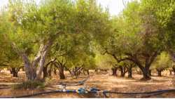 &Epsilon;&lambda;&lambda;&epsilon;&iota;&micro;&micro;&alpha;&tau;&iota;&kappa;ή ά&rho;&delta;&epsilon;&upsilon;&sigma;&eta; &epsilon;&lambda;&iota;ά&sigmaf;: &Epsilon;&nu;&eta;&mu;έ&rho;&omega;&sigma;&eta; &alpha;&pi;ό &tau;&eta;&nu; &Pi;&epsilon;&rho;&iota;&phi;έ&rho;&epsilon;&iota;&alpha; &Kappa;&rho;ή&tau;&eta;&sigmaf;