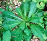 &Tau;&alpha; &omicron;&phi;έ&lambda;&eta; &pi;&omicron;&upsilon; έ&chi;&epsilon;&iota; &tau;&omicron; &alpha;&gamma;&rho;&iota;&omicron;&mu;ά&rho;&omicron;&upsilon;&lambda;&omicron; &gamma;&iota;&alpha; &tau;&eta;&nu; &upsilon;&gamma;&epsilon;ί&alpha; &mu;&alpha;&sigmaf;