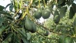 &Gamma;&epsilon;ύ&sigma;&eta; &epsilon;&lambda;&lambda;&eta;&nu;&iota;&kappa;&omicron;ύ &alpha;&beta;&omicron;&kappa;ά&nu;&tau;&omicron; &sigma;&tau;&eta;&nu; &Epsilon;&upsilon;&rho;ώ&pi;&eta;