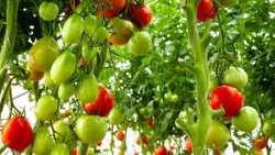 &Gamma;&iota;&alpha; &alpha;&pi;ό&lambda;&upsilon;&tau;&eta; &alpha;&pi;&alpha;&xi;ί&omega;&sigma;&eta; &tau;&eta;&sigmaf; &beta;&iota;&omicron;&lambda;&omicron;&gamma;&iota;&kappa;ή&sigmaf; &kappa;&alpha;&lambda;&lambda;&iota;έ&rho;&gamma;&epsilon;&iota;&alpha;&sigmaf; &mu;&iota;&lambda;&omicron;ύ&nu; &omicron;&iota; &beta;&iota;&omicron;&kappa;&alpha;&lambda;&lambda;&iota;&epsilon;&rho;&gamma;&eta;&tau;έ&sigmaf; &mu;&epsilon; &alpha;&nu;&alpha;&kappa;&omicron;ί&nu;&omega;&sigma;&eta; &tau;&omicron;&upsilon;&sigmaf;