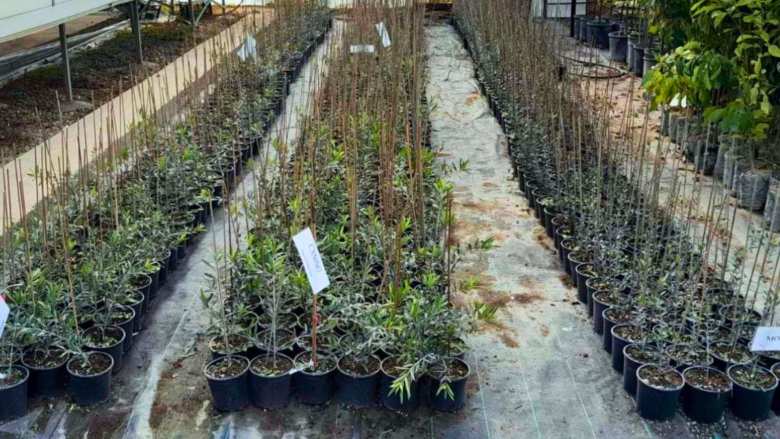 &Phi;&upsilon;&tau;ά &sigma;&epsilon; &gamma;&lambda;ά&sigma;&tau;&rho;&alpha; έ&tau;&omicron;&iota;&mu;&alpha; &gamma;&iota;&alpha; &phi;ύ&tau;&epsilon;&upsilon;&sigma;&eta; ό&lambda;&omicron; &tau;&omicron;&nu; &chi;&rho;ό&nu;&omicron; &alpha;&pi;ό &tau;&alpha; &Phi;&upsilon;&tau;ώ&rho;&iota;&alpha; &Delta;&alpha;&nu;&iota;&eta;&lambda;ί&delta;&eta;