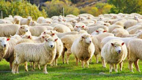 &Pi;&alpha;&nu;ώ&lambda;&eta; &mu;&iota;&kappa;&rho;ώ&nu; &mu;&eta;&rho;&upsilon;&kappa;&alpha;&sigma;&tau;&iota;&kappa;ώ&nu;: &Pi;&epsilon;&rho;&alpha;&iota;&tau;έ&rho;&omega; &epsilon;&lambda;&alpha;&phi;&rho;ύ&nu;&sigma;&epsilon;&iota;&sigmaf; &sigma;&tau;&alpha; &mu;έ&tau;&rho;&alpha; &gamma;&iota;&alpha; &mu;&epsilon;&tau;&alpha;&kappa;&iota;&nu;ή&sigma;&epsilon;&iota;&sigmaf; &zeta;ώ&nu;&tau;&omega;&nu; &zeta;ώ&omega;&nu;