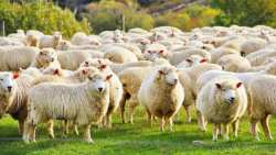 &Pi;&alpha;&nu;ώ&lambda;&eta; &mu;&iota;&kappa;&rho;ώ&nu; &mu;&eta;&rho;&upsilon;&kappa;&alpha;&sigma;&tau;&iota;&kappa;ώ&nu;: &Pi;&epsilon;&rho;&alpha;&iota;&tau;έ&rho;&omega; &epsilon;&lambda;&alpha;&phi;&rho;ύ&nu;&sigma;&epsilon;&iota;&sigmaf; &sigma;&tau;&alpha; &mu;έ&tau;&rho;&alpha; &gamma;&iota;&alpha; &mu;&epsilon;&tau;&alpha;&kappa;&iota;&nu;ή&sigma;&epsilon;&iota;&sigmaf; &zeta;ώ&nu;&tau;&omega;&nu; &zeta;ώ&omega;&nu;