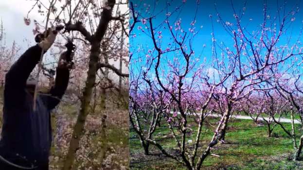 &Nu;&epsilon;&alpha;&rho;ό&sigmaf; &alpha;&gamma;&rho;ό&tau;&eta;&sigmaf; &kappa;&lambda;&alpha;&delta;&epsilon;ύ&epsilon;&iota; &mu;ό&nu;&omicron;&sigmaf; &tau;&omicron;&upsilon; ό&lambda;&epsilon;&sigmaf; &tau;&iota;&sigmaf; &alpha;&nu;&theta;&iota;&sigma;&mu;έ&nu;&epsilon;&sigmaf; &rho;&omicron;&delta;&alpha;&kappa;&iota;&nu;&iota;έ&sigmaf; &chi;&rho;&eta;&sigma;&iota;&mu;&omicron;&pi;&omicron;&iota;ώ&nu;&tau;&alpha;&sigmaf; 2 &psi;&alpha;&lambda;ί&delta;&iota;&alpha; &tau;&alpha;&upsilon;&tau;ό&chi;&rho;&omicron;&nu;&alpha; (&Beta;ί&nu;&tau;&epsilon;&omicron;)