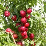 &Tau;&omicron; &delta;&upsilon;&nu;&alpha;&tau;ό &mu;ί&gamma;&mu;&alpha; &alpha;&mu;&iota;&nu;&omicron;&xi;έ&omega;&nu; &kappa;&alpha;&iota; &beta;&iota;&tau;&alpha;&mu;&iota;&nu;ώ&nu; &pi;&omicron;&upsilon; &alpha;&upsilon;&xi;ά&nu;&epsilon;&iota; &tau;&eta;&nu; &pi;&alpha;&rho;&alpha;&gamma;&omega;&gamma;ή &kappa;&alpha;&iota; &tau;&omicron; &mu;έ&gamma;&epsilon;&theta;&omicron;&sigmaf; &tau;&omega;&nu; &kappa;&alpha;&rho;&pi;ώ&nu; (&Kappa;&alpha;&tau;ά&lambda;&lambda;&eta;&lambda;&omicron; &gamma;&iota;&alpha; ό&lambda;&epsilon;&sigmaf; &tau;&iota;&sigmaf; &kappa;&alpha;&lambda;&lambda;&iota;έ&rho;&gamma;&epsilon;&iota;&epsilon;&sigmaf;)