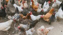 E&nu;&eta;&mu;έ&rho;&omega;&sigma;&eta; &gamma;&iota;&alpha; &tau;&eta; &gamma;&rho;ί&pi;&eta; &tau;&omega;&nu; &pi;&tau;&eta;&nu;ώ&nu;: &Alpha;&nu;&alpha;&kappa;&omicron;ί&nu;&omega;&sigma;&eta; &Delta;&iota;&epsilon;ύ&theta;&upsilon;&nu;&sigma;&eta;&sigmaf; &Kappa;&tau;&eta;&nu;&iota;&alpha;&tau;&rho;&iota;&kappa;ή&sigmaf; &Pi;&epsilon;&rho;&iota;&phi;έ&rho;&epsilon;&iota;&alpha;&sigmaf; &Kappa;&epsilon;&nu;&tau;&rho;&iota;&kappa;ή&sigmaf; &Mu;&alpha;&kappa;&epsilon;&delta;&omicron;&nu;ί&alpha;&sigmaf;