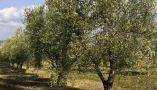 &Sigma;&alpha;&nu; &tau;&eta;&nu; &Chi;&alpha;&lambda;&kappa;&iota;&delta;&iota;&kappa;ή &delta;&epsilon;&nu; έ&chi;&epsilon;&iota;....&Alpha;&kappa;&lambda;ά&delta;&epsilon;&upsilon;&tau;&epsilon;&sigmaf; &epsilon;&lambda;&iota;έ&sigmaf; , &pi;&lambda;&alpha;&tau;&phi;ό&rho;&mu;&epsilon;&sigmaf; &pi;&omicron;&upsilon; &delta;&epsilon;&nu; &alpha;&nu;&omicron;ί&gamma;&omicron;&upsilon;&nu; &kappa;&alpha;&iota; &pi;&omega;&sigmaf; &sigma;&chi;&epsilon;&tau;ί&zeta;&omicron;&nu;&tau;&alpha;&iota; &mu;&epsilon; &tau;&alpha; &alpha;&pi;&lambda;ή&rho;&omega;&tau;&alpha; De minimis