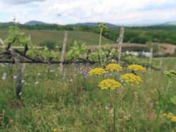 &Mu;ή&nu;&alpha;&sigmaf; &alpha;&nu;&alpha;&gamma;έ&nu;&nu;&eta;&sigma;&eta;&sigmaf; &kappa;&alpha;&iota; &mu;&nu;ή&mu;&eta;&sigmaf; &omicron; &Mu;ά&iota;&omicron;&sigmaf; &sigma;&tau;&omicron; &Kappa;&tau;ή&mu;&alpha; &Kappa;&Upsilon;&Rho;-&Gamma;&Iota;&Alpha;&Nu;&Nu;&Eta;