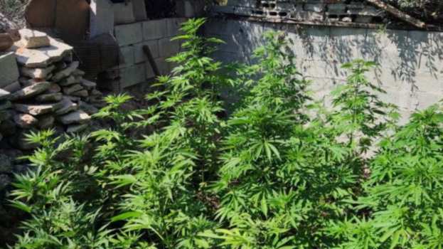 &Chi;&alpha;&nu;&iota;ά: &Sigma;ύ&lambda;&lambda;&eta;&psi;&eta; 56&chi;&rho;&omicron;&nu;&omicron;&upsilon; - &Kappa;&alpha;&tau;&alpha;&sigma;&chi;έ&theta;&eta;&kappa;&alpha;&nu; 53 &delta;&epsilon;&nu;&delta;&rho;ύ&lambda;&lambda;&iota;&alpha; &kappa;&alpha;&iota; 15 &gamma;&rho;&alpha;&mu;&mu;ά&rho;&iota;&alpha; &kappa;ά&nu;&nu;&alpha;&beta;&eta;&sigmaf;