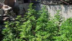 &Chi;&alpha;&nu;&iota;ά: &Sigma;ύ&lambda;&lambda;&eta;&psi;&eta; 56&chi;&rho;&omicron;&nu;&omicron;&upsilon; - &Kappa;&alpha;&tau;&alpha;&sigma;&chi;έ&theta;&eta;&kappa;&alpha;&nu; 53 &delta;&epsilon;&nu;&delta;&rho;ύ&lambda;&lambda;&iota;&alpha; &kappa;&alpha;&iota; 15 &gamma;&rho;&alpha;&mu;&mu;ά&rho;&iota;&alpha; &kappa;ά&nu;&nu;&alpha;&beta;&eta;&sigmaf;