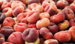 &Omicron;&delta;&eta;&gamma;ί&alpha; &psi;&epsilon;&kappa;&alpha;&sigma;&mu;&omicron;ύ &gamma;&iota;&alpha; &tau;&eta;&nu; &Rho;&omicron;&delta;&alpha;&kappa;&iota;&nu;&iota;ά