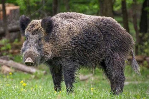 &Alpha;&nu;&alpha;&kappa;&omicron;ί&nu;&omega;&sigma;&eta; &alpha;&pi;ό &tau;&eta; &Delta;&iota;&epsilon;ύ&theta;&upsilon;&nu;&sigma;&eta; &Kappa;&tau;&eta;&nu;&iota;&alpha;&tau;&rho;&iota;&kappa;ή&sigmaf; &Pi;&Kappa;&Mu; &sigma;&chi;&epsilon;&tau;&iota;&kappa;ά &mu;&epsilon; &tau;&eta;&nu; &epsilon;&phi;&alpha;&rho;&mu;&omicron;&gamma;ή &tau;&omicron;&upsilon; &pi;&rho;&omicron;&gamma;&rho;ά&mu;&mu;&alpha;&tau;&omicron;&sigmaf; &epsilon;&pi;&iota;&zeta;&omega;&omicron;&tau;&iota;&omicron;&lambda;&omicron;&gamma;&iota;&kappa;ή&sigmaf; &epsilon;&pi;&iota;&tau;ή&rho;&eta;&sigma;&eta;&sigmaf;, &pi;&rho;ό&lambda;&eta;&psi;&eta;&sigmaf; &kappa;&alpha;&iota; &epsilon;&lambda;έ&gamma;&chi;&omicron;&upsilon; &tau;&eta;&sigmaf; &alpha;&phi;&rho;&iota;&kappa;&alpha;&nu;&iota;&kappa;ή&sigmaf; &pi;&alpha;&nu;ώ&lambda;&omicron;&upsilon;&sigmaf; &chi;&omicron;ί&rho;&omega;&nu; &sigma;&tau;&omicron;&upsilon;&sigmaf; &alpha;&gamma;&rho;&iota;ό&chi;&omicron;&iota;&rho;&omicron;&upsilon;&sigmaf;
