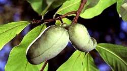 &Eta; &alpha;&nu;&alpha;&beta;ί&omega;&sigma;&eta; &epsilon;&nu;ό&sigmaf; &xi;&epsilon;&chi;&alpha;&sigma;&mu;έ&nu;&omicron;&upsilon; &alpha;&mu;&epsilon;&rho;&iota;&kappa;ά&nu;&iota;&kappa;&omicron;&upsilon; &phi;&rho;&omicron;ύ&tau;&omicron;&upsilon;