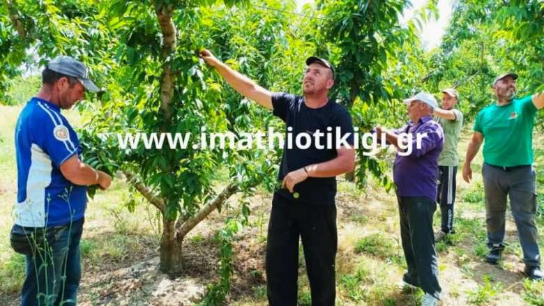 &Epsilon;&nu;&omega;&tau;&iota;&kappa;ή &Omicron;&mu;&omicron;&sigma;&pi;&omicron;&nu;&delta;ί&alpha; &Alpha;&gamma;&rho;&omicron;&tau;&iota;&kappa;ώ&nu; &Sigma;&upsilon;&lambda;&lambda;ό&gamma;&omega;&nu; &Eta;&mu;&alpha;&theta;ί&alpha;&sigmaf;: &Epsilon;&rho;&gamma;ά&tau;&epsilon;&sigmaf; &gamma;&eta;&sigmaf; &kappa;&alpha;&iota; &beta;&iota;&omicron;&pi;&alpha;&lambda;&alpha;&iota;&sigma;&tau;έ&sigmaf; &alpha;&gamma;&rho;ό&tau;&epsilon;&sigmaf; &sigma;&tau;&omicron;&nu; ί&delta;&iota;&omicron; &alpha;&gamma;ώ&nu;&alpha; &gamma;&iota;&alpha; &alpha;&xi;&iota;&omicron;&pi;&rho;&epsilon;&pi;ή &zeta;&omega;ή