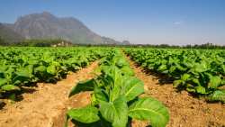 &Alpha;&nu;&alpha;&phi;&omicron;&rho;ά&sigmaf; &Alpha;&rho;&alpha;&chi;&omega;&beta;ί&tau;&eta;-&Tau;&epsilon;&lambda;&iota;&gamma;&iota;&omicron;&rho;ί&delta;&eta; &gamma;&iota;&alpha; &epsilon;&nu;&iota;&sigma;&chi;ύ&sigma;&epsilon;&iota;&sigmaf; &kappa;&alpha;&pi;&nu;&omicron;&pi;&alpha;&rho;&alpha;&gamma;&omega;&gamma;ώ&nu;