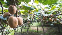 &Theta;έ&sigma;&pi;&iota;&sigma;&eta; &zeta;&omega;&nu;ώ&nu; &kappa;&alpha;&lambda;&lambda;&iota;έ&rho;&gamma;&epsilon;&iota;&alpha;&sigmaf; &alpha;&kappa;&tau;&iota;&nu;&iota;&delta;ί&omicron;&upsilon; &kappa;&alpha;&iota; &pi;&rho;&omicron;&gamma;&rho;&alpha;&mu;&mu;ά&tau;&omega;&nu; &epsilon;&nu;ί&sigma;&chi;&upsilon;&sigma;&eta;&sigmaf; &gamma;&iota;&alpha; &tau;&eta;&nu; &alpha;&nu;ά&pi;&tau;&upsilon;&xi;&eta; &upsilon;&pi;&omicron;&delta;&omicron;&mu;ώ&nu; &mu;&epsilon;&tau;&alpha;&pi;&omicron;ί&eta;&sigma;&eta;&sigmaf; - &Epsilon;&rho;ώ&tau;&eta;&sigma;&eta; &Beta;&alpha;&sigma;ί&lambda;&epsilon;&iota;&omicron;&upsilon; &Kappa;&omicron;&tau;ί&delta;&eta; &pi;&rho;&omicron;&sigmaf; &Upsilon;&pi;&Alpha;&Alpha;&Tau;