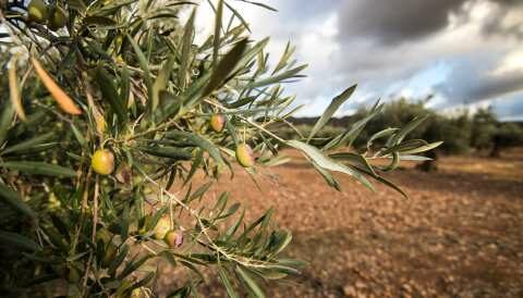 &Gamma;&epsilon;&omega;&rho;&gamma;&iota;&kappa;έ&sigmaf; &pi;&rho;&omicron;&epsilon;&iota;&delta;&omicron;&pi;&omicron;&iota;ή&sigma;&epsilon;&iota;&sigmaf; &gamma;&iota;&alpha; &tau;&eta;&nu; &epsilon;&lambda;&iota;ά