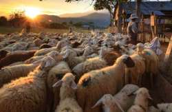 &Mu;έ&tau;&rho;&alpha; &sigma;&tau;ή&rho;&iota;&xi;&eta;&sigmaf; &sigma;&epsilon; &kappa;&tau;&eta;&nu;&omicron;&tau;&rho;ό&phi;&omicron;&upsilon;&sigmaf; &pi;&rho;&omicron;&tau;&epsilon;ί&nu;&epsilon;&iota; &omicron; &Alpha;&nu;&tau;&iota;&pi;&epsilon;&rho;&iota;&phi;&epsilon;&rho;&epsilon;&iota;ά&rho;&chi;&eta;&sigmaf; &Alpha;&gamma;&rho;&omicron;&tau;&iota;&kappa;ή&sigmaf; &Alpha;&nu;ά&pi;&tau;&upsilon;&xi;&eta;&sigmaf; &Pi;&epsilon;&rho;. &Delta;&upsilon;&tau;&iota;&kappa;ή&sigmaf; &Epsilon;&lambda;&lambda;ά&delta;&alpha;&sigmaf; &mu;&epsilon; &epsilon;&pi;&iota;&sigma;&tau;&omicron;&lambda;ή &tau;&omicron;&upsilon; &sigma;&epsilon; &Upsilon;&Pi;&Alpha;&Alpha;&Tau; &kappa;&alpha;&iota; &Epsilon;&Lambda;&Gamma;&Alpha;