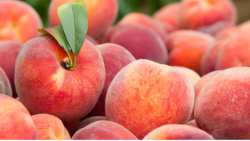 &Pi;&alpha;&rho;έ&mu;&beta;&alpha;&sigma;&eta; &Kappa;&alpha;&rho;&alpha;&sigma;&mu;ά&nu;&eta; &gamma;&iota;&alpha; &tau;&iota;&sigmaf; &epsilon;&xi;&alpha;&iota;&rho;έ&sigma;&epsilon;&iota;&sigmaf; &alpha;&pi;ό &tau;&iota;&sigmaf; &epsilon;&nu;&iota;&sigma;&chi;ύ&sigma;&epsilon;&iota;&sigmaf; De minimis &sigma;&epsilon; &rho;&omicron;&delta;ά&kappa;&iota;&nu;&alpha;, &nu;&epsilon;&kappa;&tau;&alpha;&rho;ί&nu;&iota;&alpha; &kappa;&alpha;&iota; &beta;&epsilon;&rho;ί&kappa;&omicron;&kappa;&alpha;